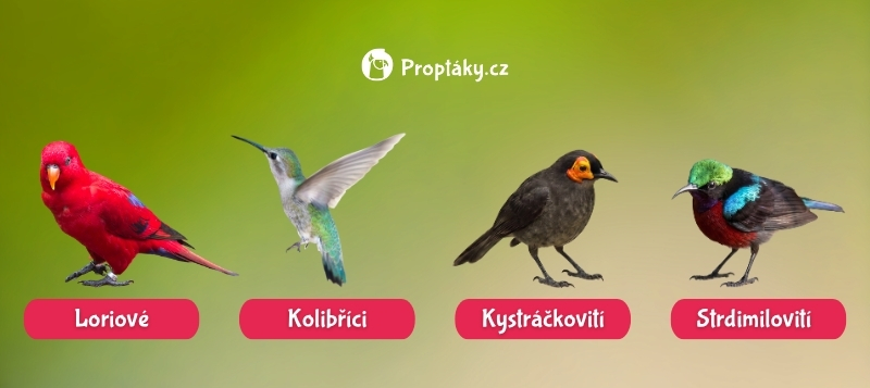 Nektarožraví_foto01_všechny druhy-přehled